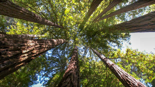 How Our Tree Care Process Works  in  Maplewood, MO